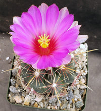 Load image into Gallery viewer, Thelocactus buekii