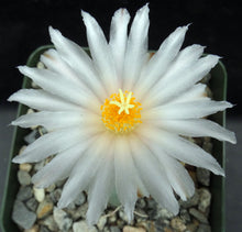 Load image into Gallery viewer, Thelocactus hexaedrophorus ssp. lloydii