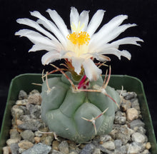 Load image into Gallery viewer, Thelocactus hexaedrophorus ssp. lloydii