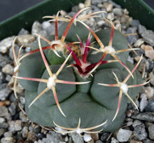 Load image into Gallery viewer, Thelocactus hexaedrophorus ssp. lloydii