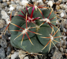 Load image into Gallery viewer, Thelocactus hexaedrophorus ssp. lloydii