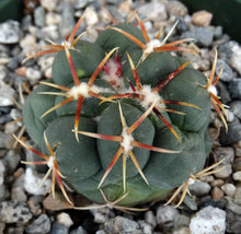 Load image into Gallery viewer, Thelocactus hexaedrophorus ssp. lloydii