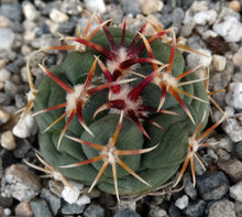 Load image into Gallery viewer, Thelocactus hexaedrophorus ssp. lloydii