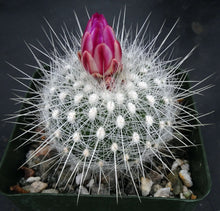 Load image into Gallery viewer, Thelocactus macdowellii