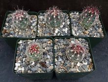Load image into Gallery viewer, Thelocactus bicolor var. tricolor