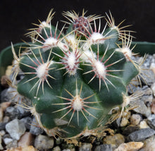 Load image into Gallery viewer, Thelocactus schwarzii