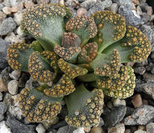 Load image into Gallery viewer, Titanopsis calcarea
