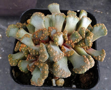 Load image into Gallery viewer, Titanopsis hugoschlecteri