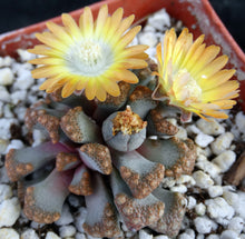 Load image into Gallery viewer, Titanopsis hugoschlecteri