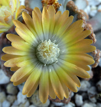 Load image into Gallery viewer, Titanopsis hugoschlecteri