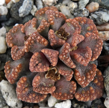 Load image into Gallery viewer, Titanopsis hugoschlecteri