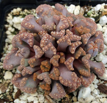 Load image into Gallery viewer, Titanopsis hugoschlecteri