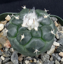 Load image into Gallery viewer, Turbinicarpus lophophoroides
