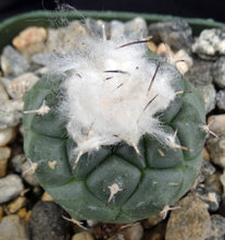 Load image into Gallery viewer, Turbinicarpus lophophoroides
