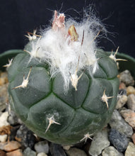 Load image into Gallery viewer, Turbinicarpus lophophoroides