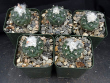 Load image into Gallery viewer, Turbinicarpus lophophoroides