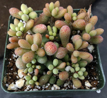 Load image into Gallery viewer, Tylecodon schaeferianus *Jelly Bean Leaves*