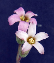 Load image into Gallery viewer, Tylecodon schaeferianus *Jelly Bean Leaves*