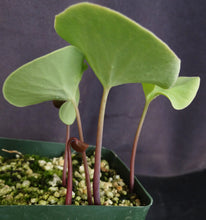 Load image into Gallery viewer, Utricularia cornigera