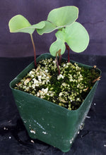 Load image into Gallery viewer, Utricularia cornigera