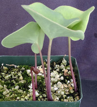Load image into Gallery viewer, Utricularia cornigera