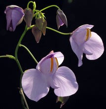 Load image into Gallery viewer, Utricularia cornigera