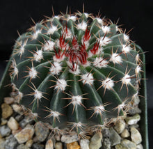 Load image into Gallery viewer, Parodia erinacea (Wigginsia)