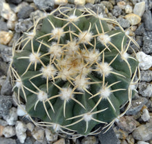 Load image into Gallery viewer, Parodia leprosorium (Wigginsia)