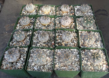 Load image into Gallery viewer, Acanthocalycium glaucum *Smallest Blue Cactus*
