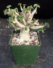 Load image into Gallery viewer, Adenium arabicum &#39;Dorset Horn&#39; (DHA)
