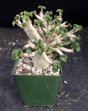 Load image into Gallery viewer, Adenium arabicum &#39;Dorset Horn&#39; (DHA)
