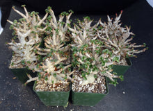 Load image into Gallery viewer, Adenium arabicum &#39;Dorset Horn&#39; (DHA)
