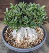 Load image into Gallery viewer, Adenium 'Thai Socotranum' Stilt Root
