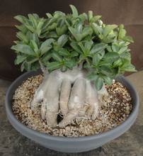 Load image into Gallery viewer, Adenium 'Thai Socotranum' Stilt Root
