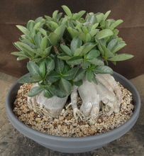Load image into Gallery viewer, Adenium 'Thai Socotranum' Stilt Root
