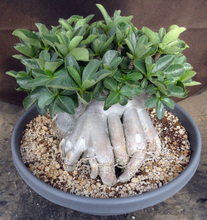 Load image into Gallery viewer, Adenium 'Thai Socotranum' Stilt Root

