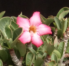 Load image into Gallery viewer, Adenium 'Thai Socotranum' Stilt Root
