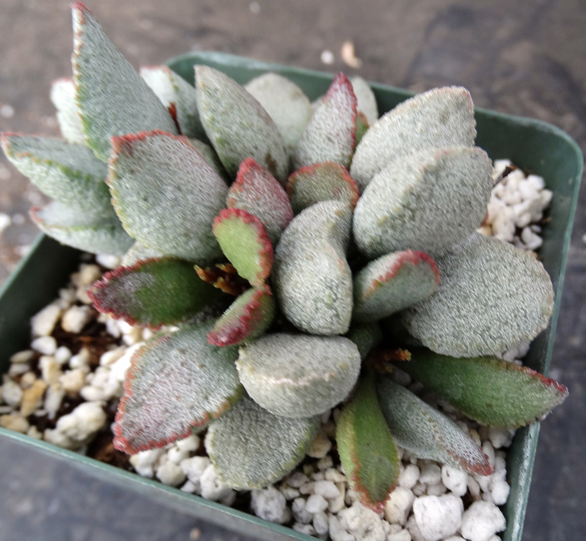 Adromischus 'Shell' – Kyle's Plants