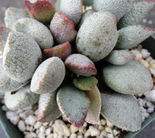 Load image into Gallery viewer, Adromischus 'Shell'
