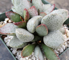 Load image into Gallery viewer, Adromischus 'Shell'
