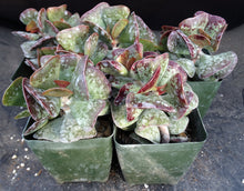 Load image into Gallery viewer, Adromischus maculatus 'Coral Hearts'
