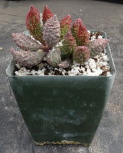 Load image into Gallery viewer, Adromischus marianae ssp. herrei 'Red Coral' Bigger Plant

