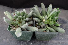 Load image into Gallery viewer, Adromischus cristatus v. schoenlandii
