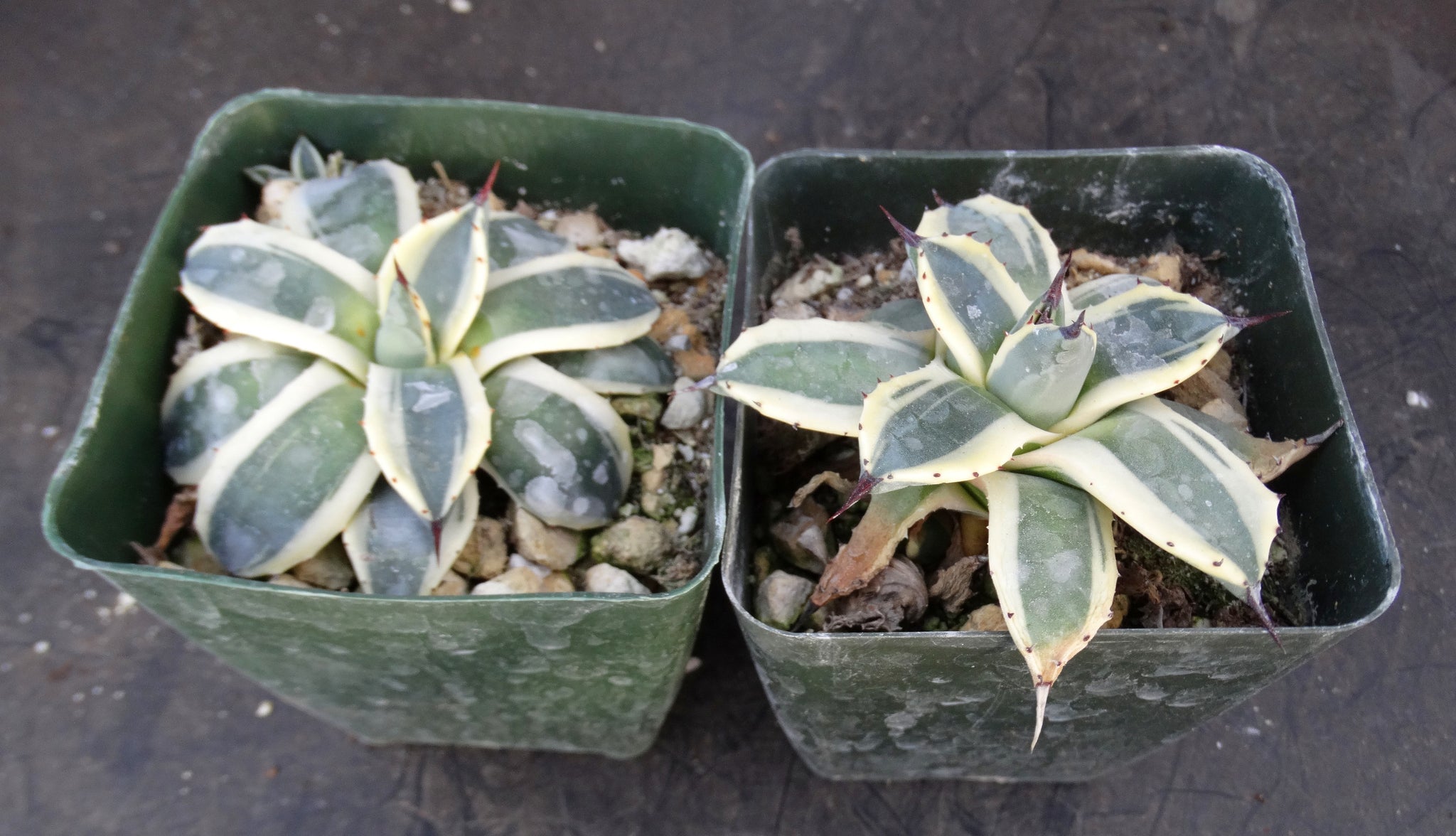variegated spiky succulent Agave patonii 'Cream Spike' Variegated – Kyle's Plants