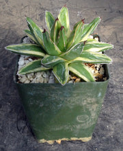 Load image into Gallery viewer, Agave victoriae-reginae 'Kizan'
