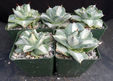 Load image into Gallery viewer, Agave isthmensis &#39;Ohi Raijin Shiro Nakafu&#39; Variegated
