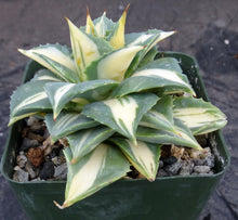 Load image into Gallery viewer, Agave isthmensis 'Ohi Raijin Shiro Nakafu' Yellow Variegated
