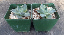 Load image into Gallery viewer, Agave potatorum 'variegata' Variegated
