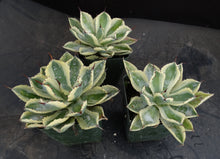 Load image into Gallery viewer, Agave Kichiokan Variegated

