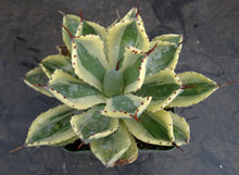Load image into Gallery viewer, Agave Kichiokan Variegated
